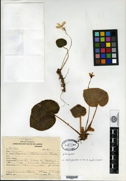 Begonia itatiaiensis image