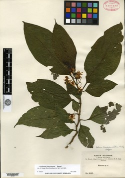Solanum brevipedunculatum image