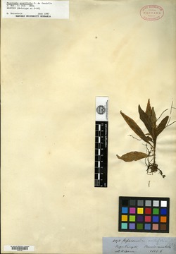Peperomia quadrangularis image