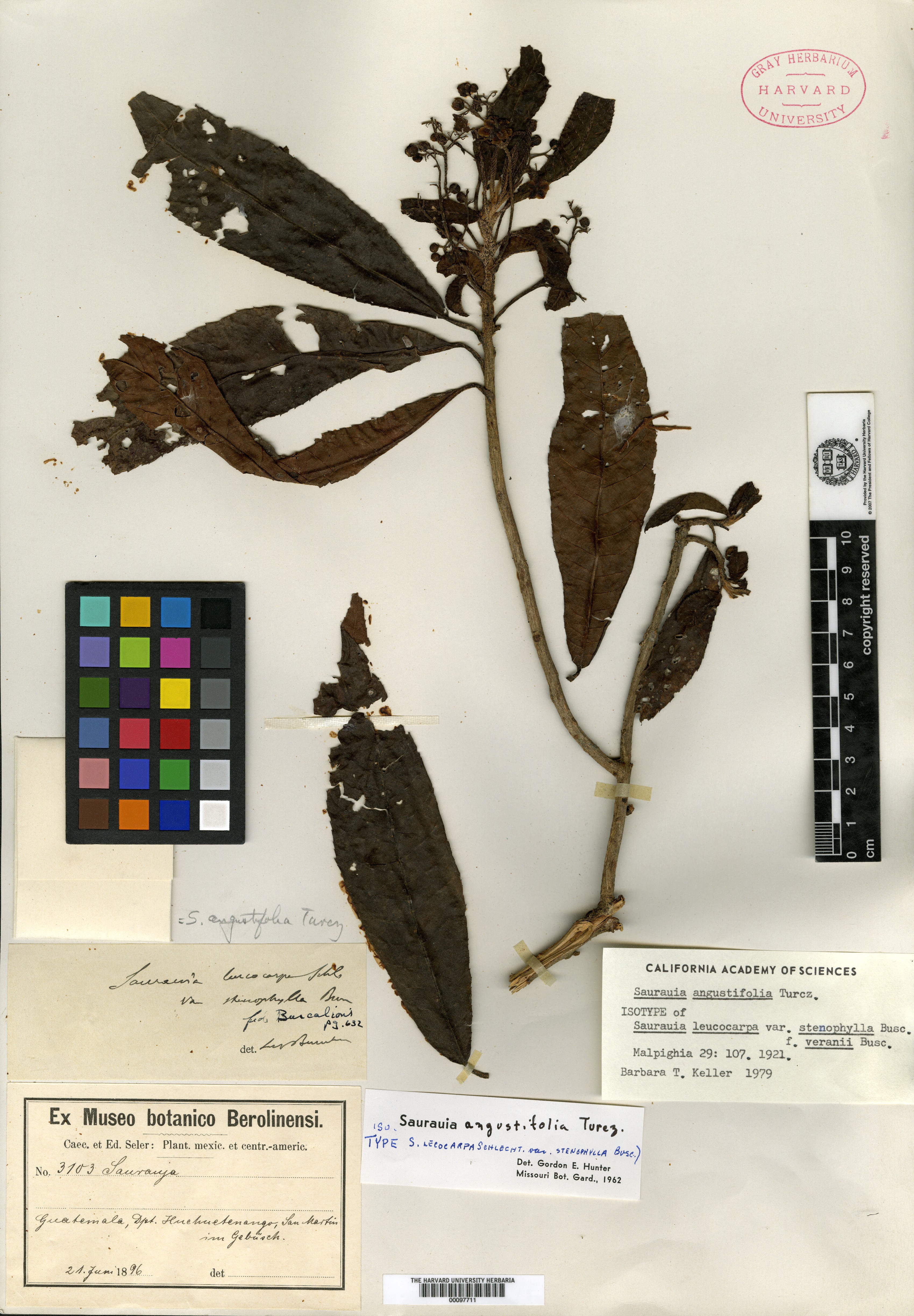 Saurauia leucocarpa f. veranii image