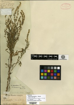 Ambrosia glandulosa image