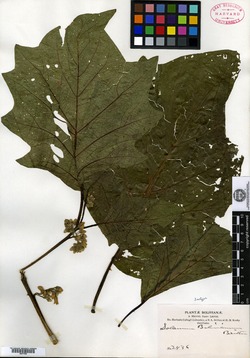 Solanum bolivianum image