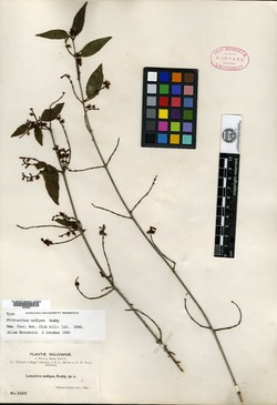 Struthanthus nudipes image