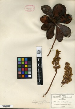 Sedum cremnophila image