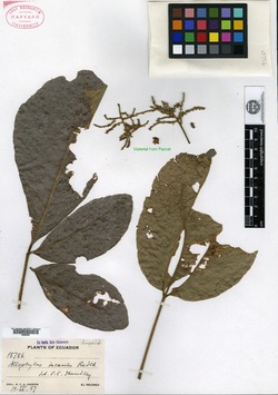 Allophylus incanus image