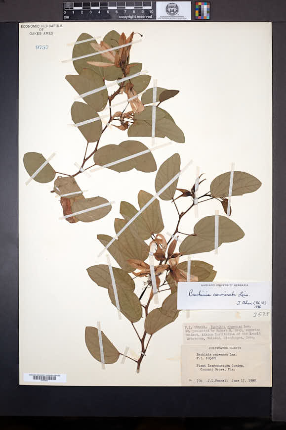 Bauhinia acuminata image
