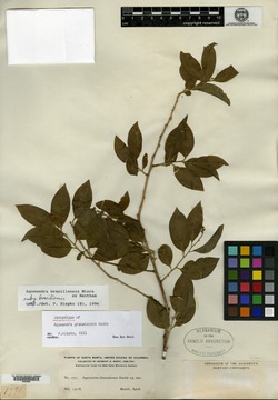 Agonandra brasiliensis subsp. brasiliensis image