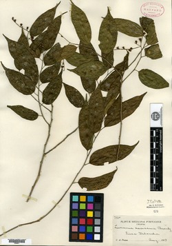 Lunania mexicana image