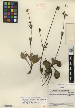 Sigesbeckia nudicaulis image