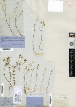 Gilia filipes image