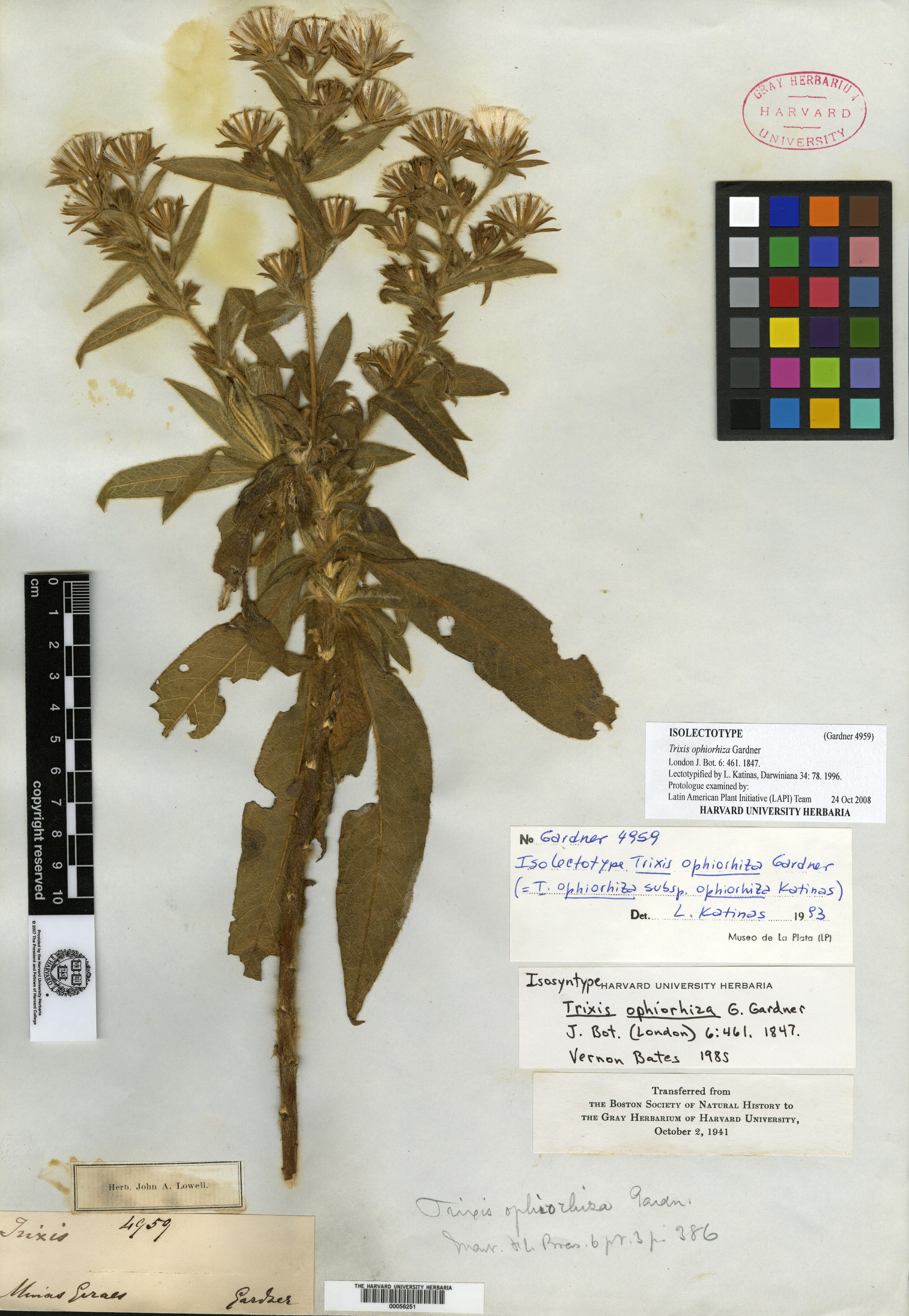 Trixis ophiorhiza image