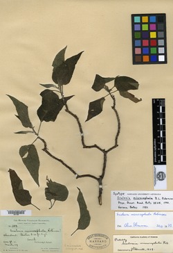 Scalesia microcephala image