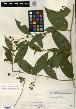 Aegiphila lanceolata image
