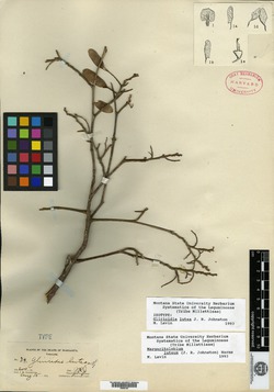 Glycyrrhiza glabra image