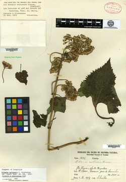 Mikania saltensis image