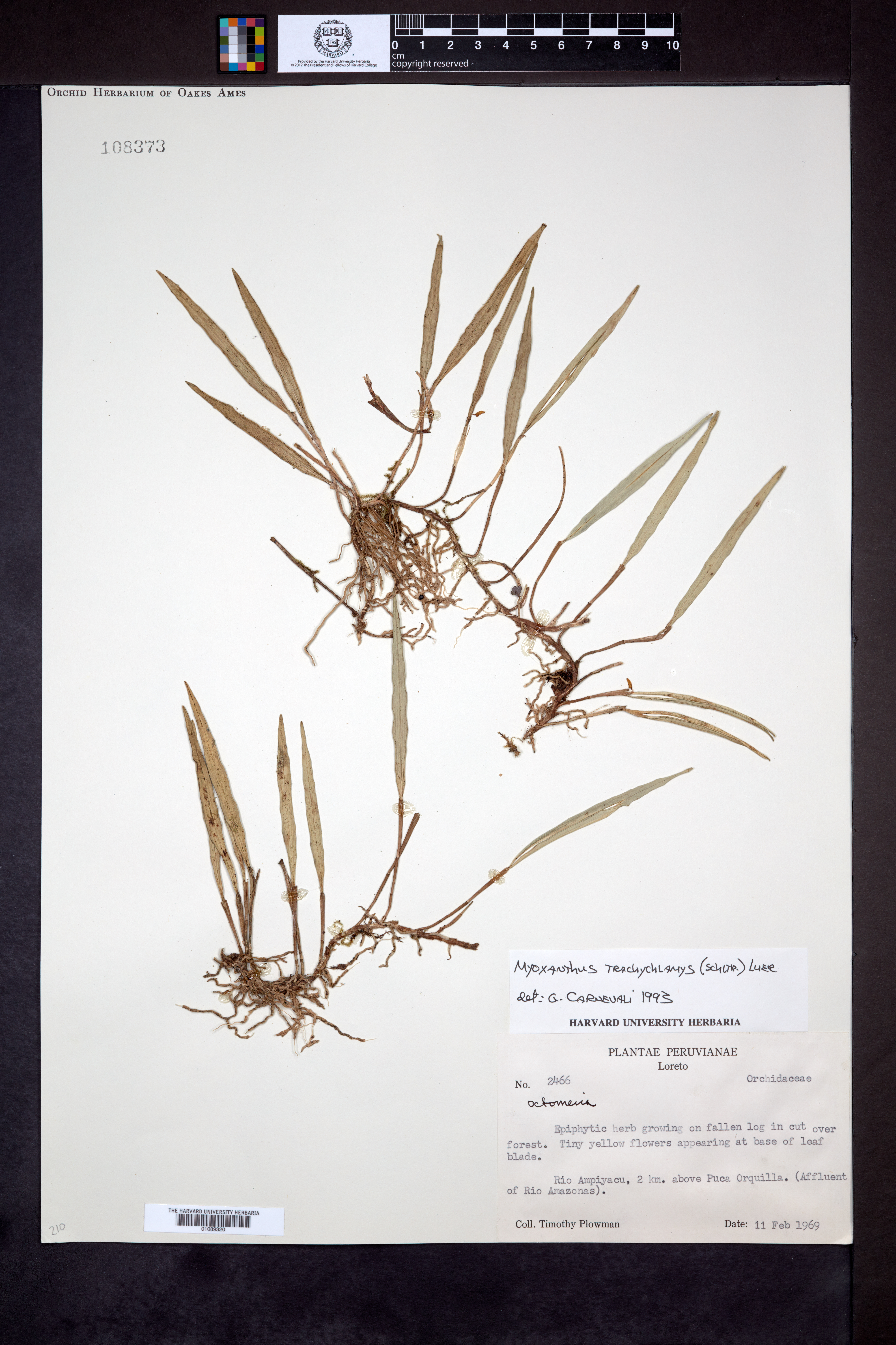 Myoxanthus trachychlamys image
