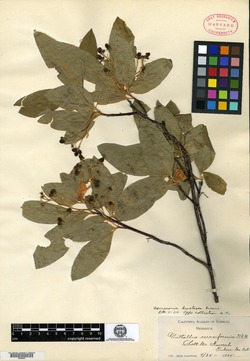 Osmaronia bracteosa image