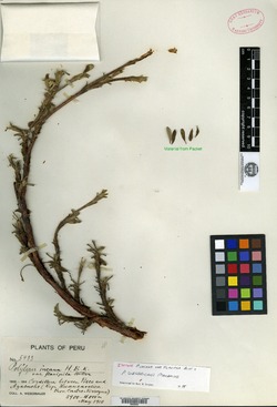 Polylepis flavipila image