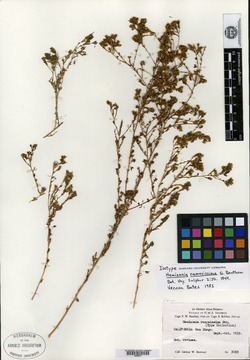 Hemizonia fasciculata image