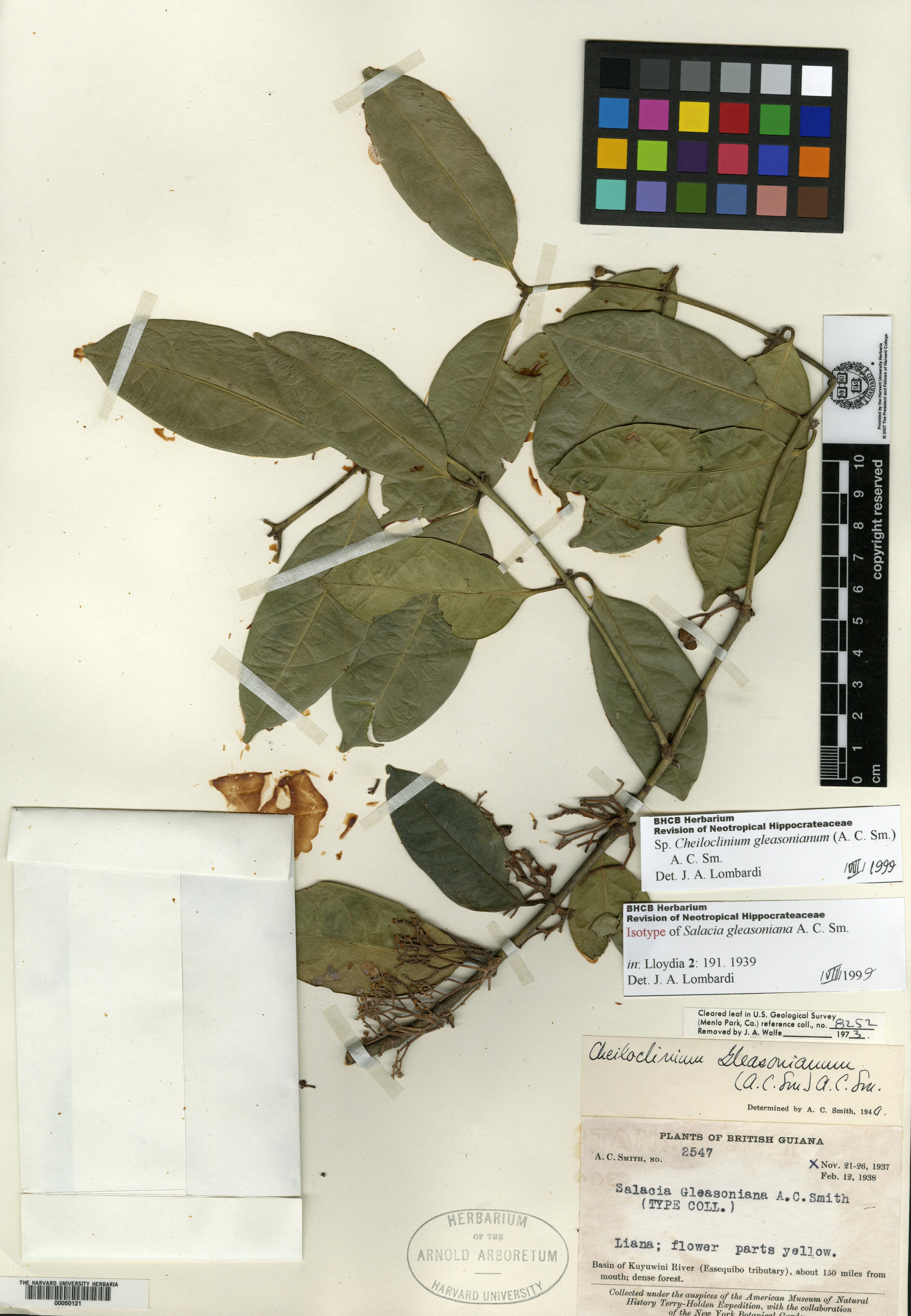 Cheiloclinium gleasonianum image