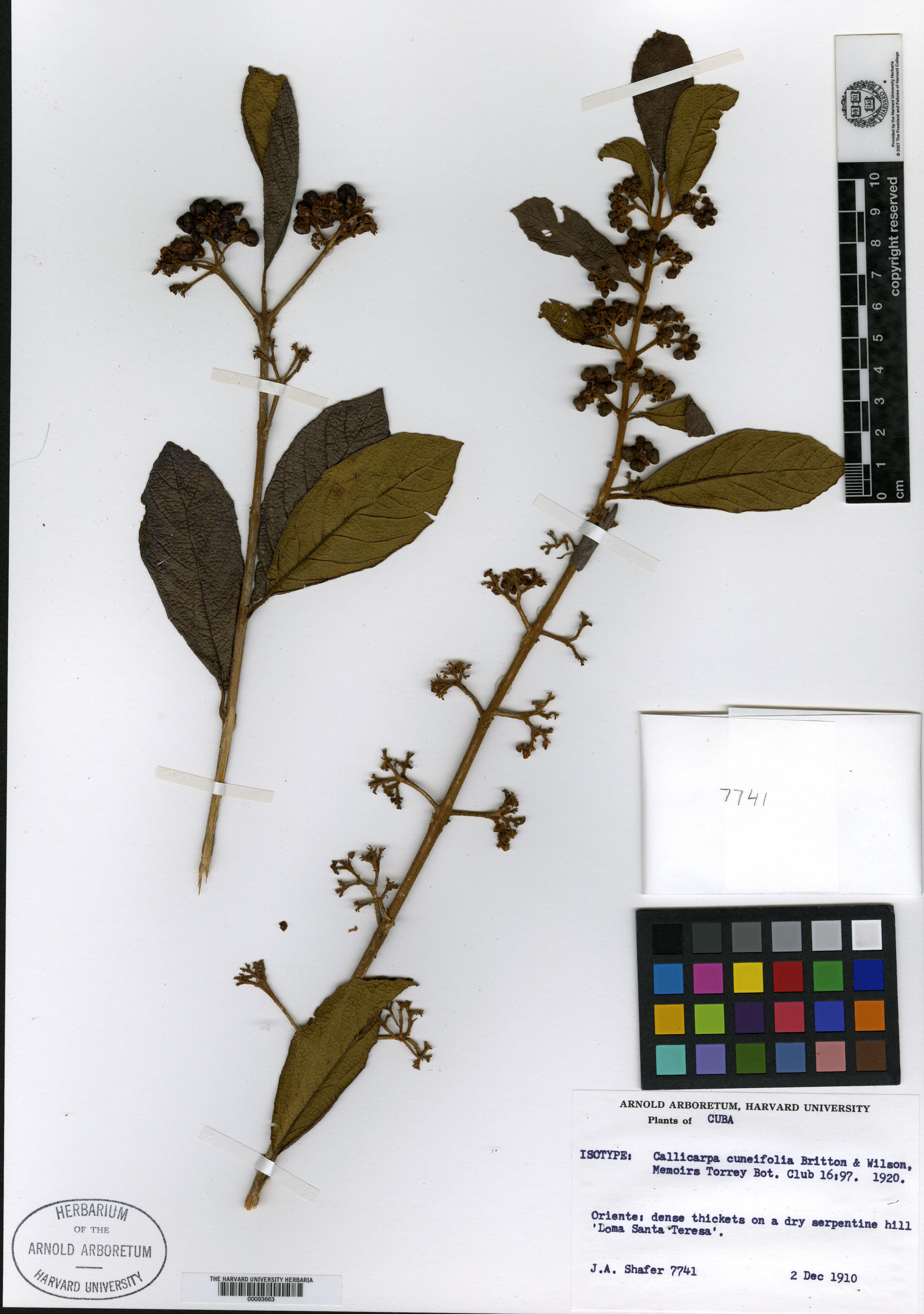 Callicarpa cuneifolia image