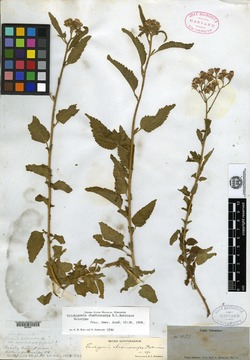 Trichogonia rhadinocarpa image