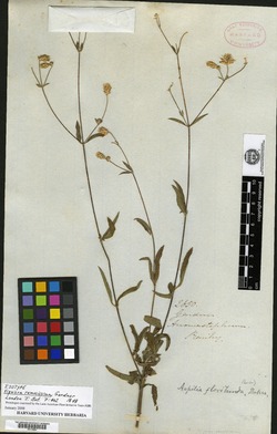 Wedelia floribunda image