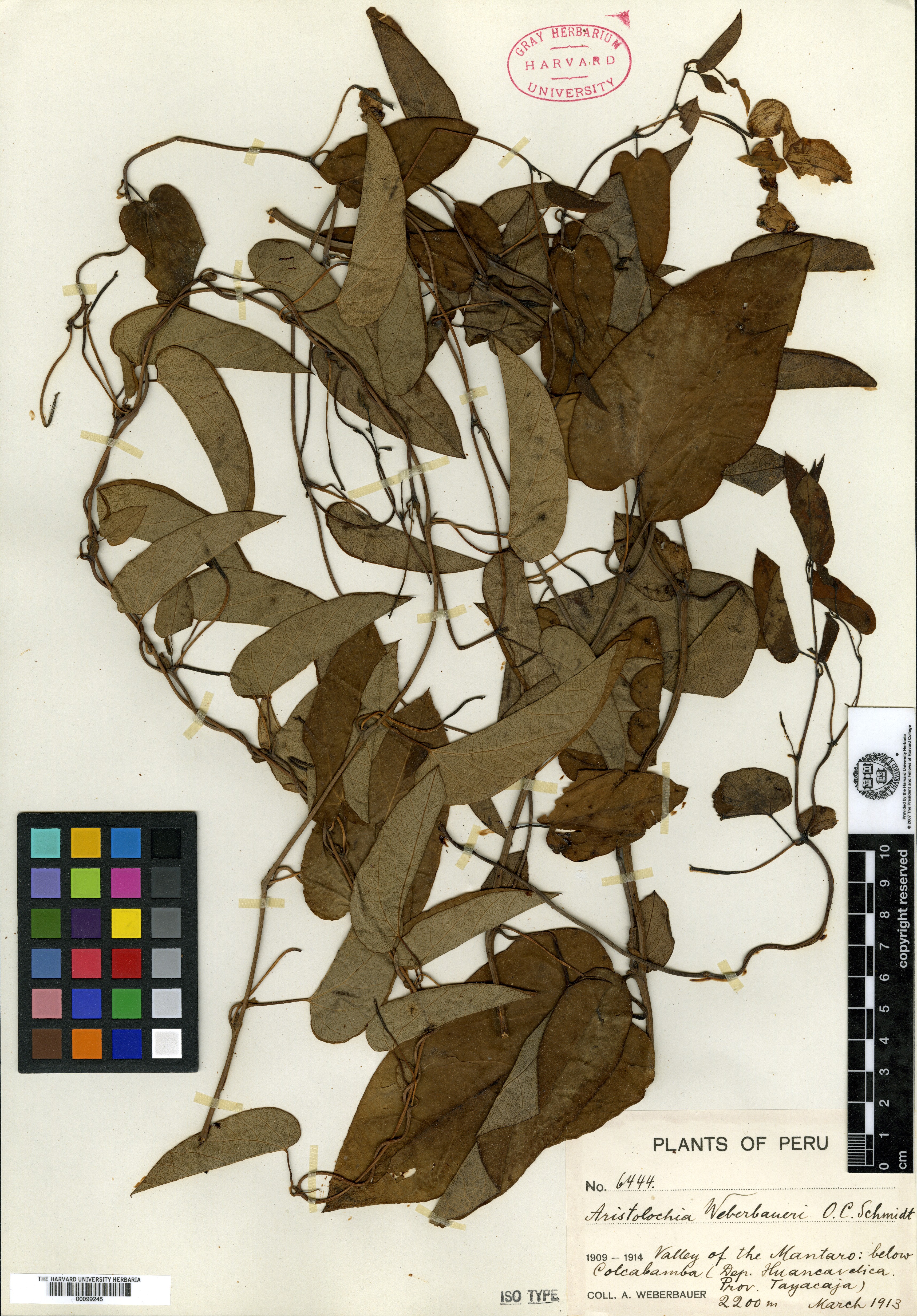 Aristolochia weberbaueri image