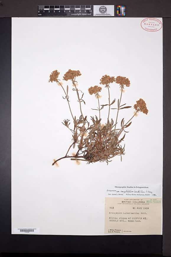 Eriogonum heracleoides var. angustifolium image