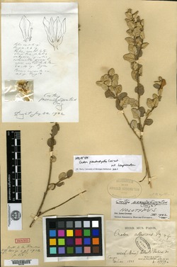 Croton pycnocephalus image
