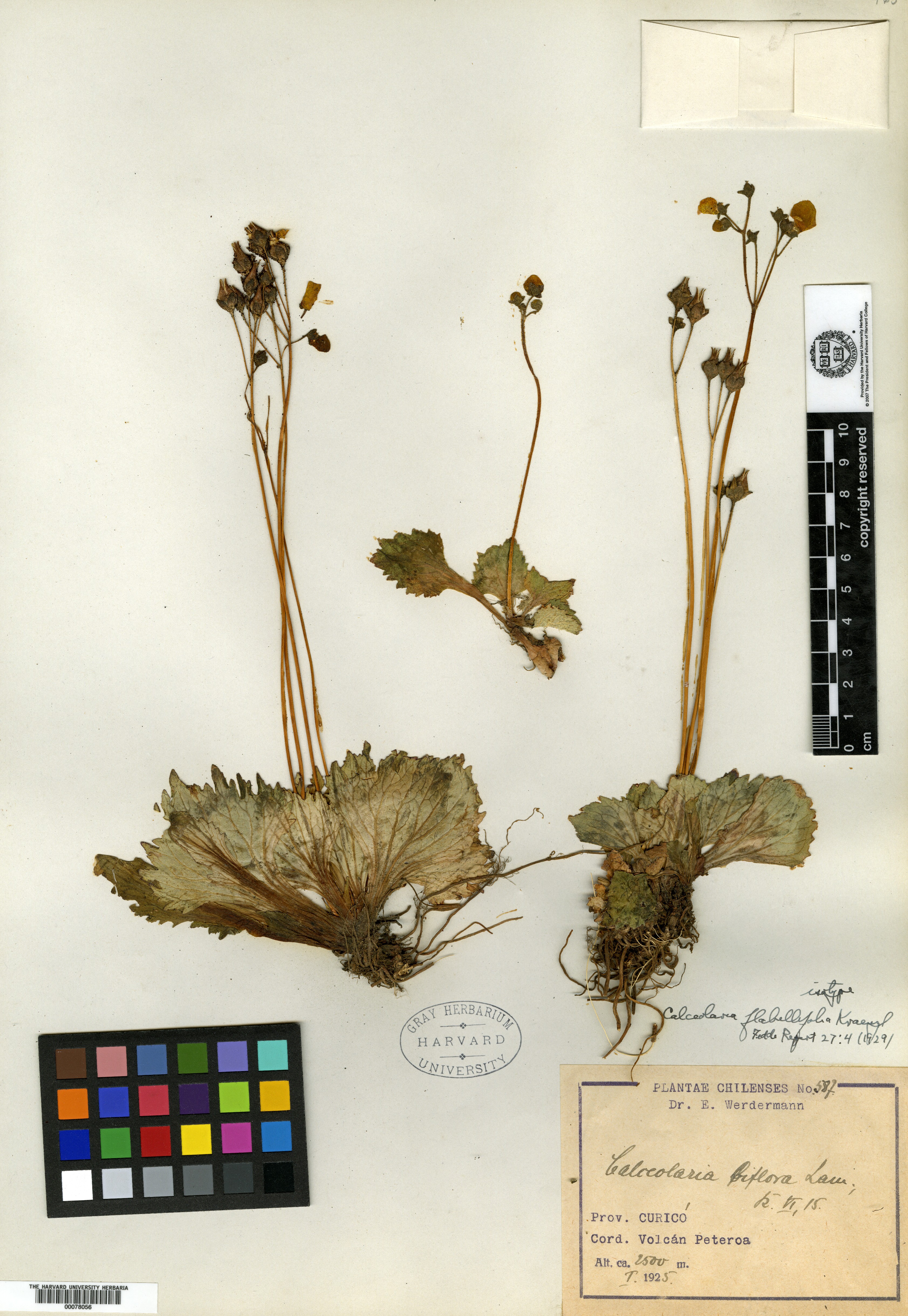 Calceolaria flabellifolia image
