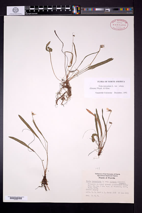 Viola lanceolata var. vittata image