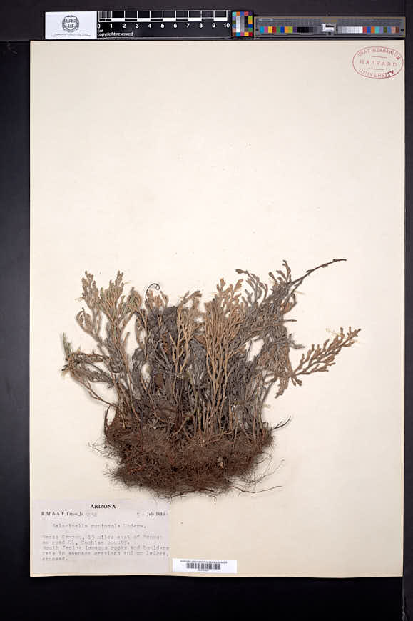 Selaginella rupincola image