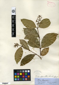 Psychotria canephorantha image