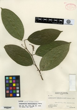 Lonchocarpus monofoliaris image