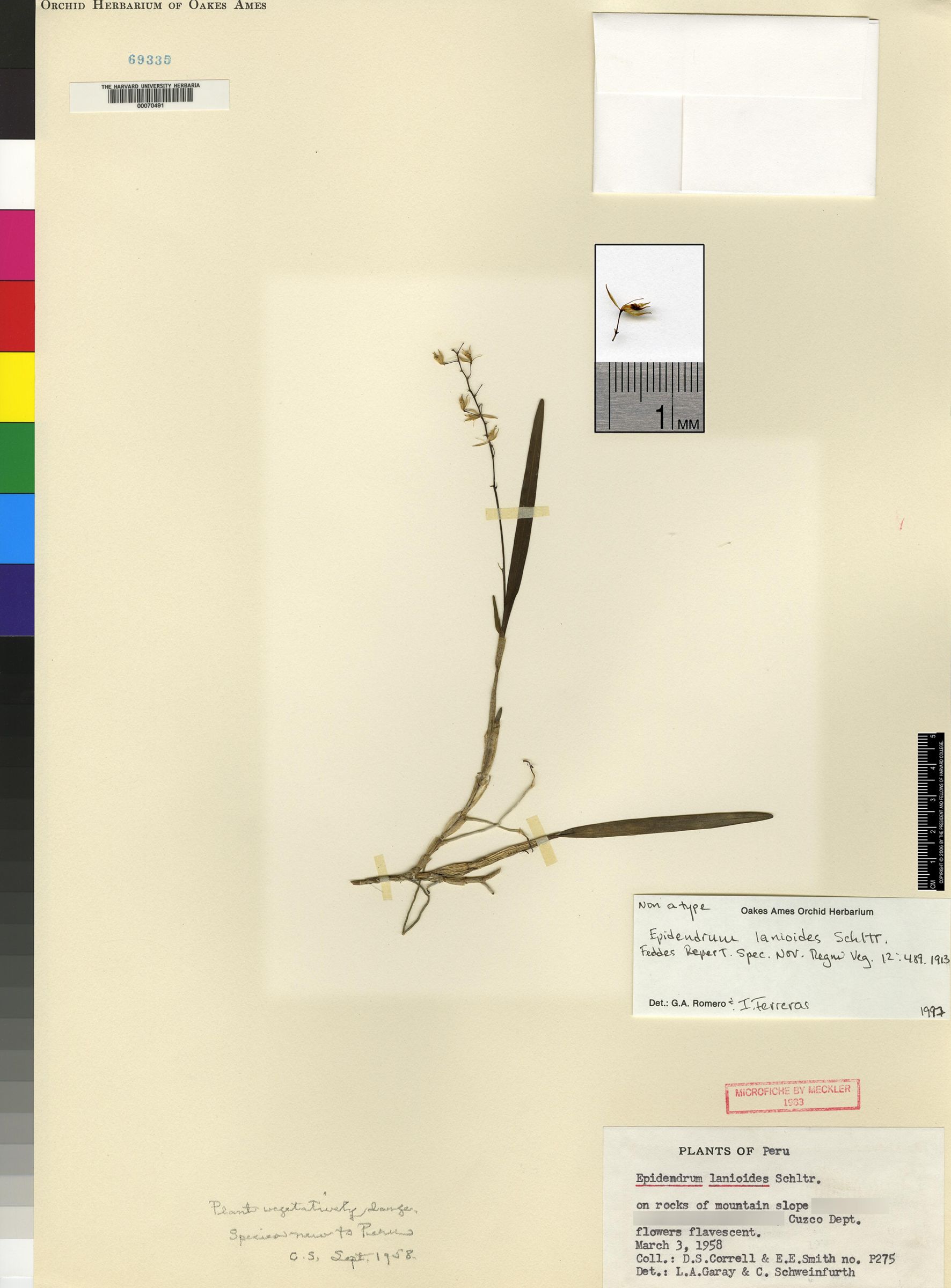 Epidendrum lima image