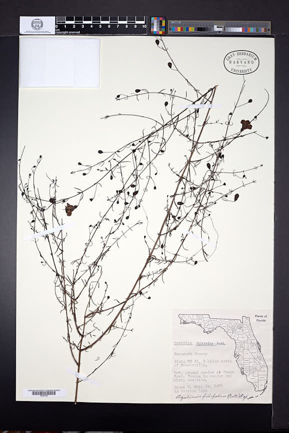 Agalinis filifolia image