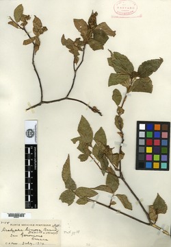 Acalypha lignosa image