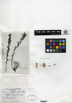 Oreocarya argentea image