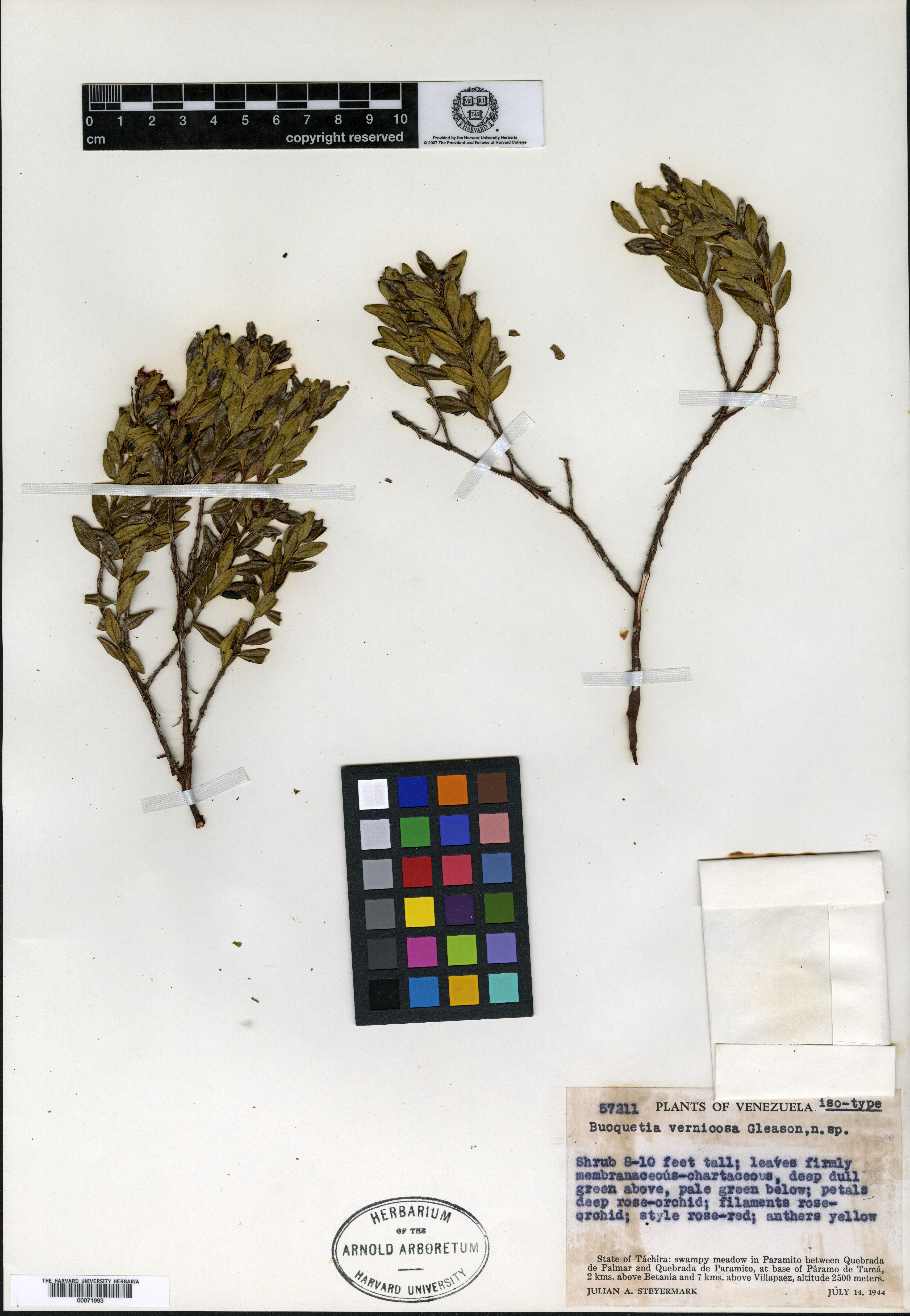Calycogonium microphyllum image