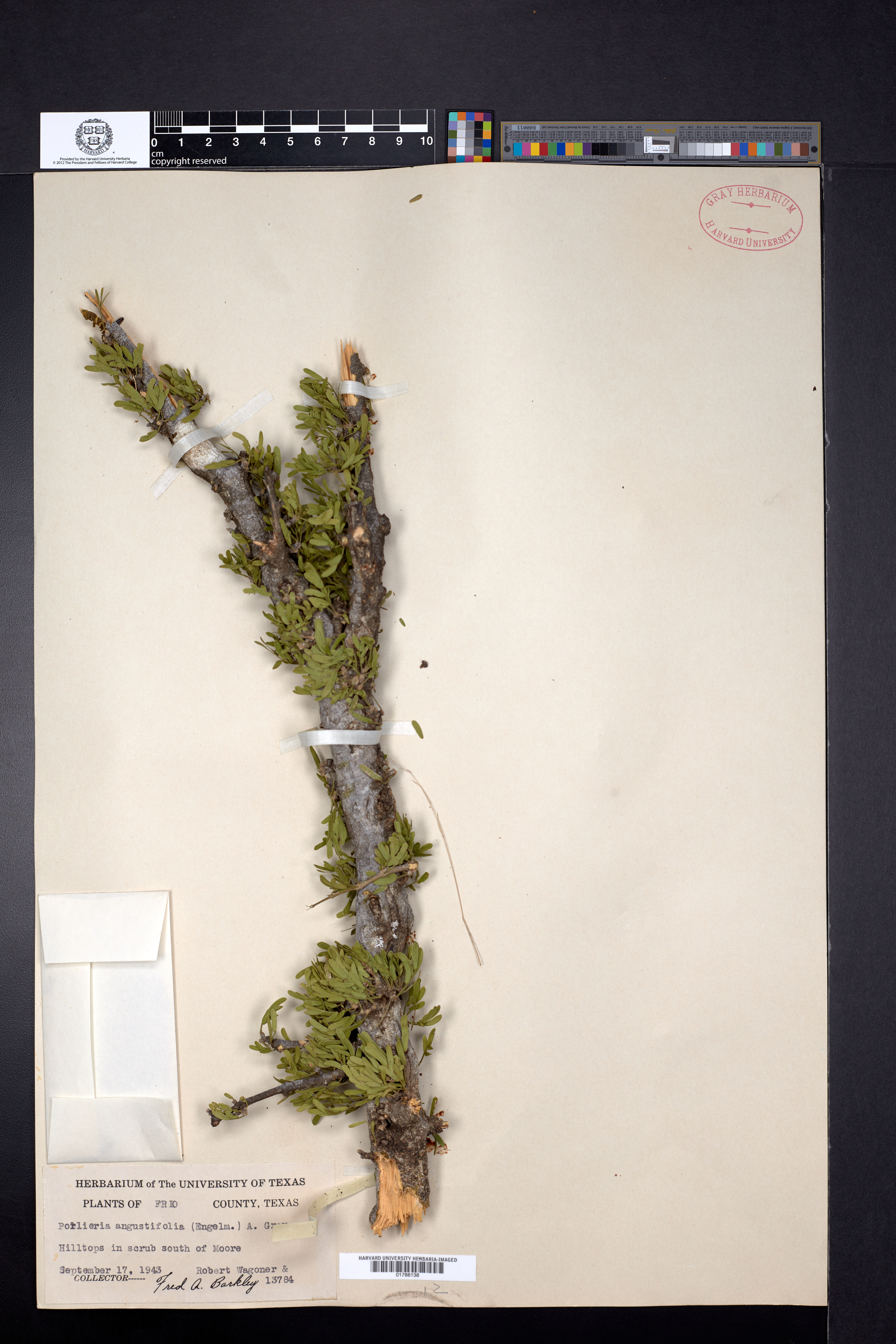 Porlieria angustifolia image