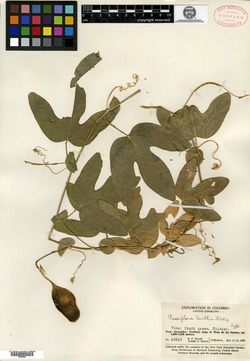 Passiflora smithii image