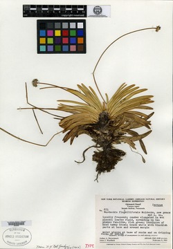 Rondonanthus flabelliformis image