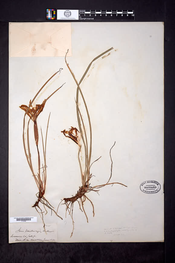 Iris chrysophylla image