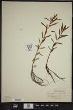 Proserpinaca palustris var. crebra image