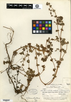 Lachemilla fulvescens image