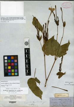Mirabilis longiflora var. wrightiana image