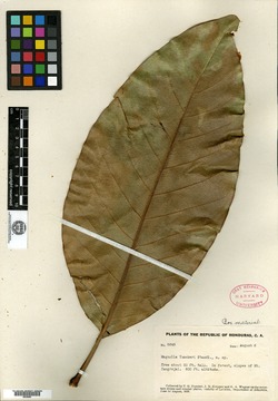 Magnolia atlantida image