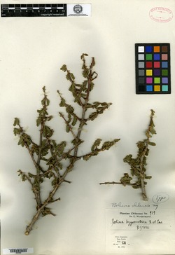 Porlieria chilensis image