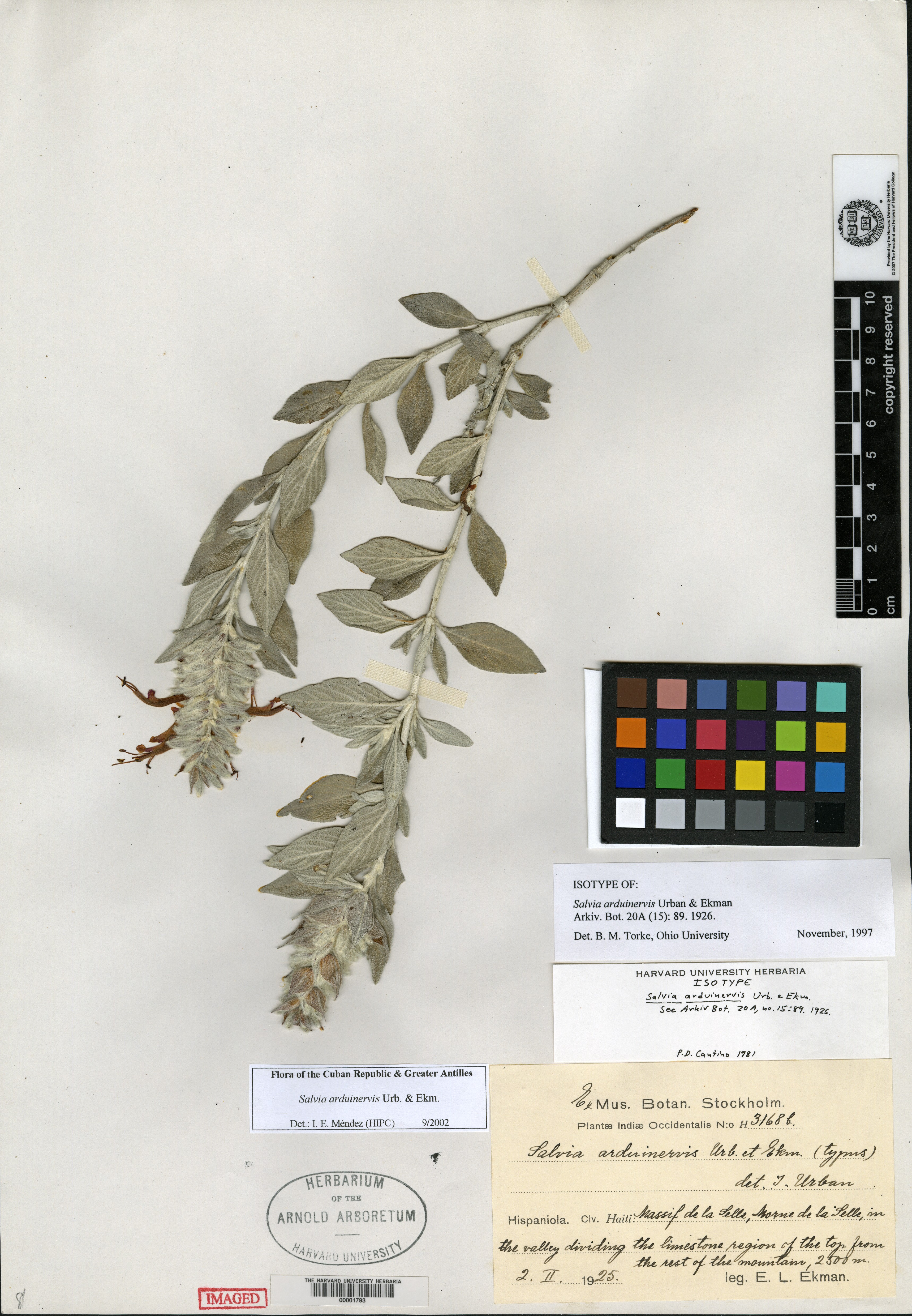 Salvia arduinervis image